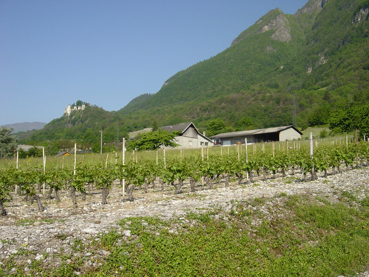 Domaine Bouvet
