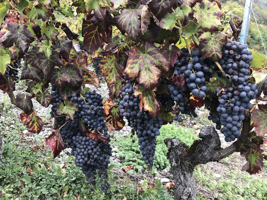 domaine-bouvet-raisins-guillaume-charles raisins savoie