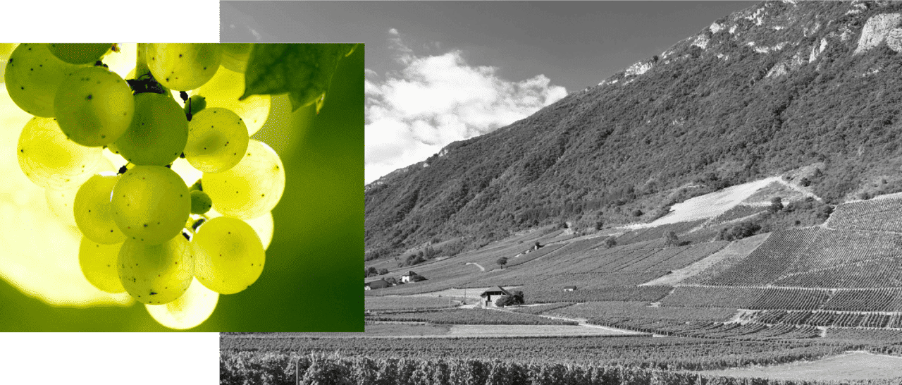 domaine_philippe_viallet-vins_de_savoie