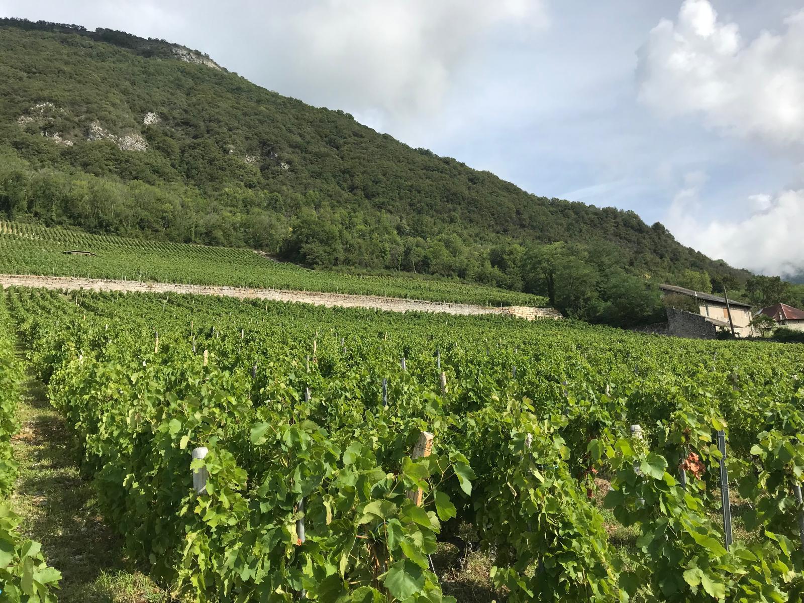 évolution-philippe_viallet