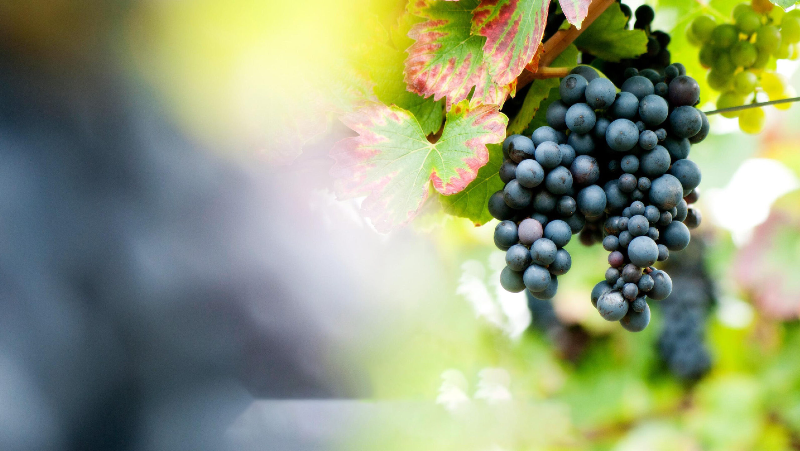 terroir-vin_de_savoie