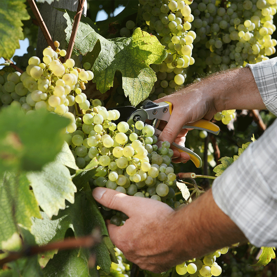 développement_vignoble-vins_de_savoie