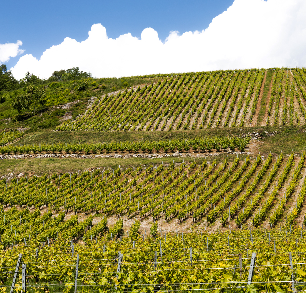 expansion_des_domaines-vins_de_savoie
