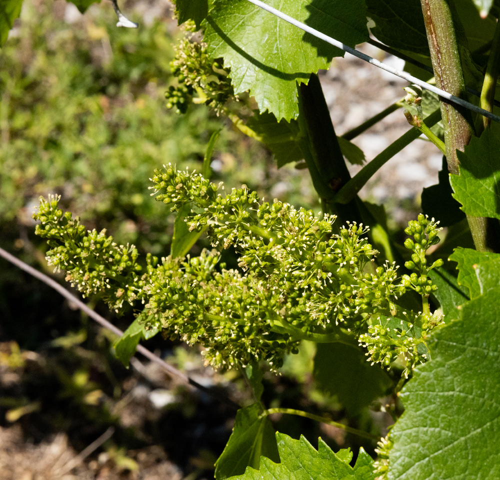 nouveaux_terroirs-vins_de_savoie