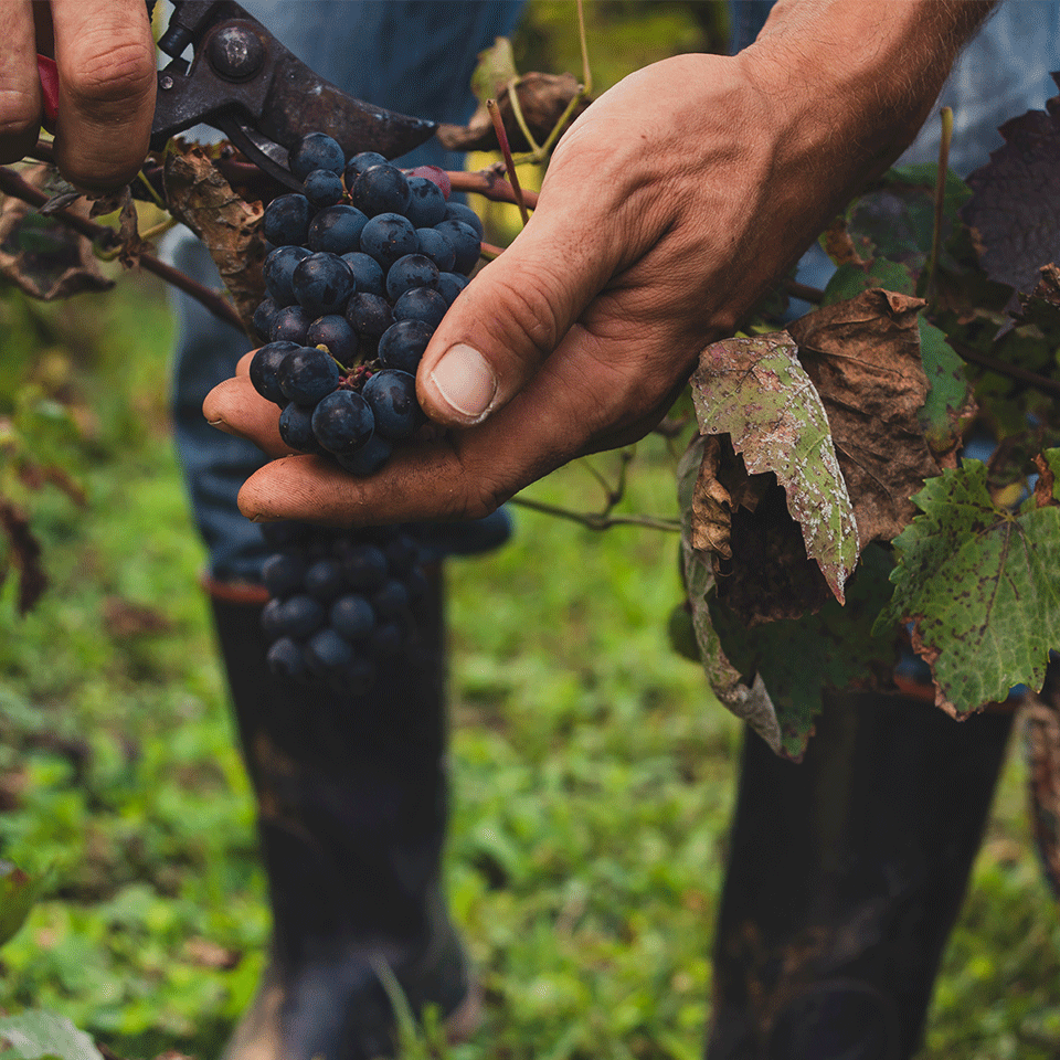 vision-vins_de_savoie