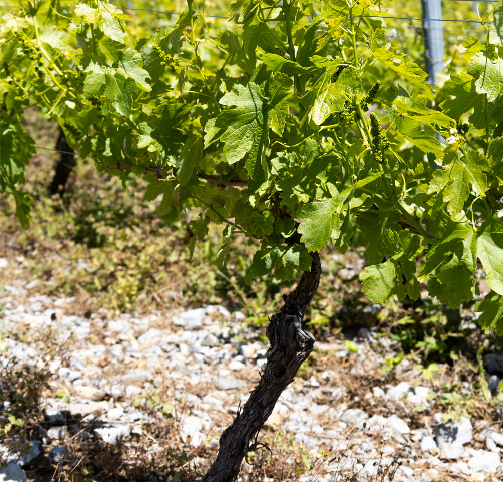 développement_durable-vins_de_savoie