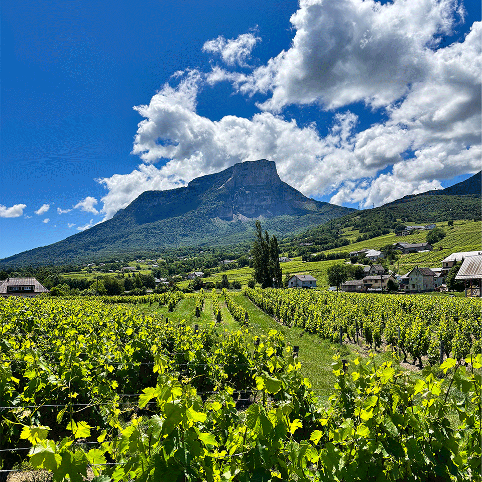 présentation-vins_de_savoie