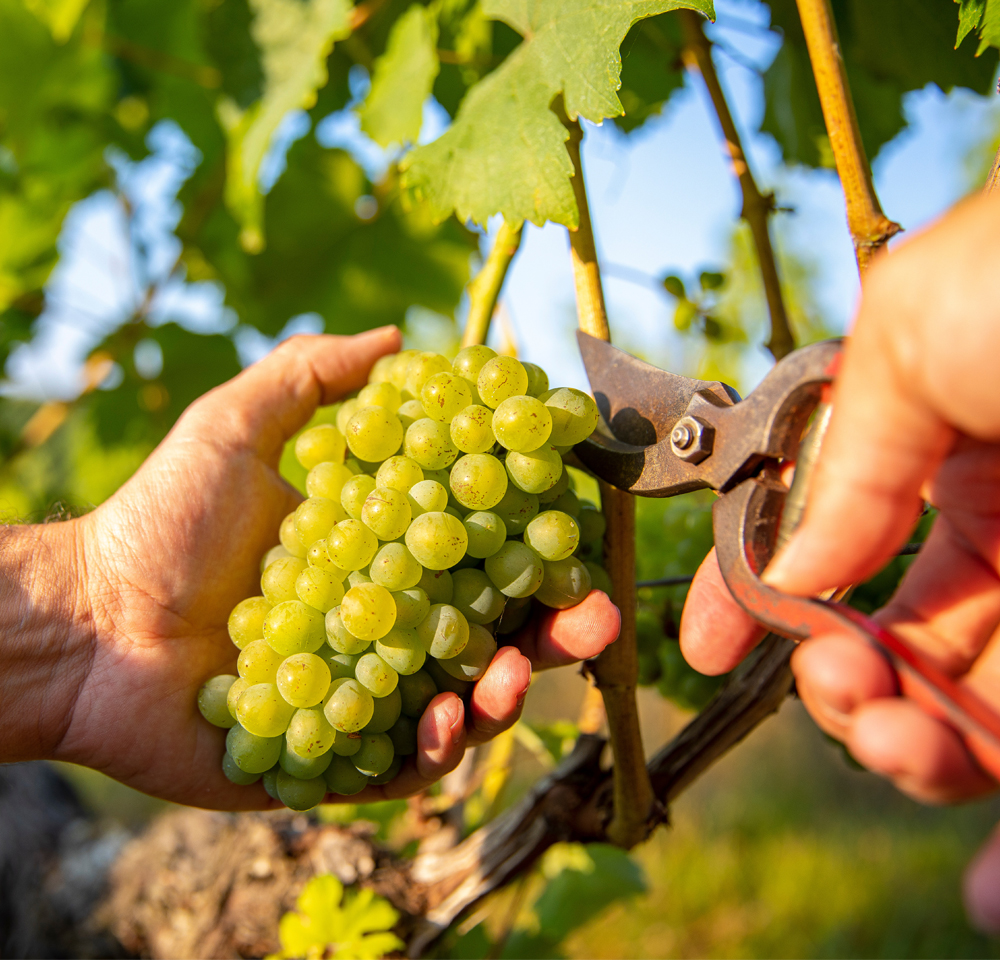 travail_de_la_vigne-vins_de_savoie